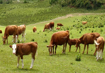 科尔沁牛业肉牛工业园区及肉牛育肥基地