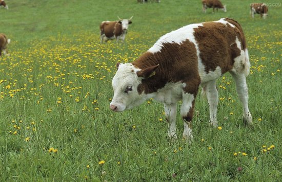 科尔沁牛业行业新闻“牛魔王”来袭 肉牛产业怎么应对？
